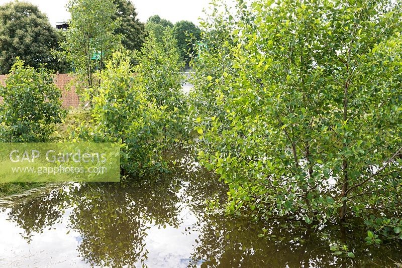 Alnus glutinosa - Alder surrounded by floodwater - Streetscape's Holding Back the Flood, RHS Hampton Court Palace Flower Show 2017