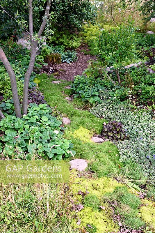 The London Glades. Ajuga, moss, thymus, clover in the glade garden. Designers: Andreas Christodoulou and Jon Davies. RHS Hampton Court Palace Flower Show 2017