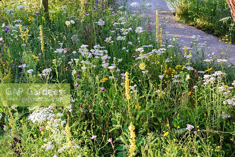 It's All About Community Garden. Achillea millefolium,leucanthemum and verbascum in white yellow border. Designers: Andrew Fisher Tomlin and Dan Bowyer. RHS Hampton Court Palace Flower Show 2017.
