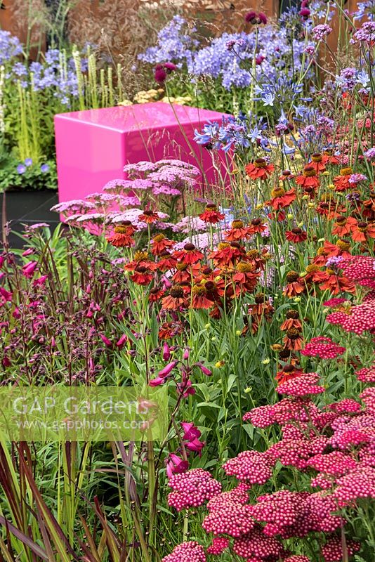 Shades of pink and blue summer perennials with a candy pink cube. Plants included: Achillea 'Island Pink' and 'Saucy Seduction', Penstemon 'Garnet', Helenium 'Moerheim Beauty',  Agapanthus 'Purple Cloud' and Blood Grass - Imperata 'Red Baron'.  Designed by: Charlie Bloom.