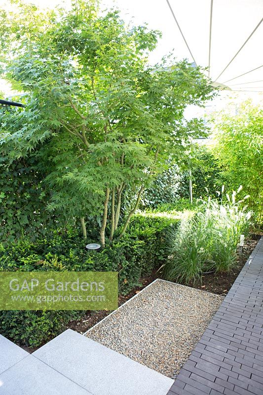 Small city garden. Taxus block, Acer, Penisetum, sun sail