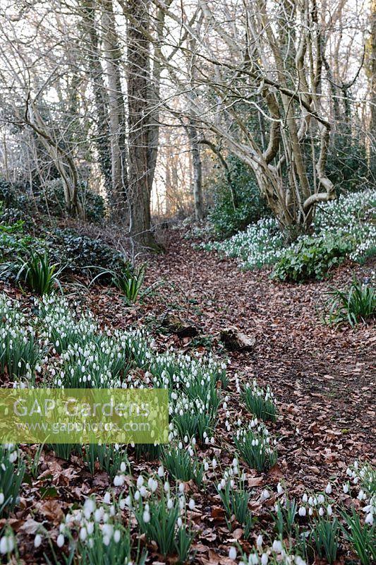 Galanthus 'Galatea' Naturalising in the Ditch