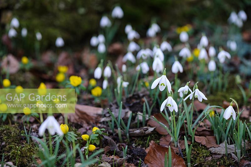 Eranthis - winter aconite and Galanthus nivalis on the drive