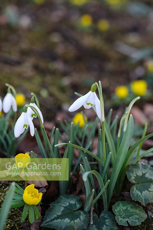 Eranthis - winter aconite and Galanthus Nivalis on the drive