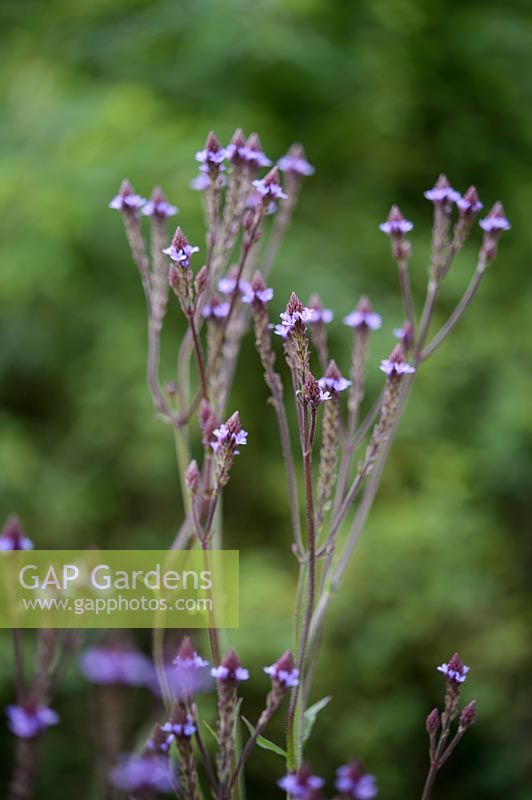 Verbena macdougalii hybrid 'Lavender Spires'