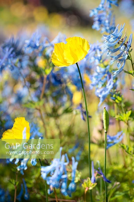 Papaver cambricum, Welsh poppy, against a blue background of Corydalis 'Tory MP'