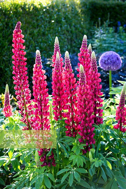 Lupinus 'The Pages', red lupin