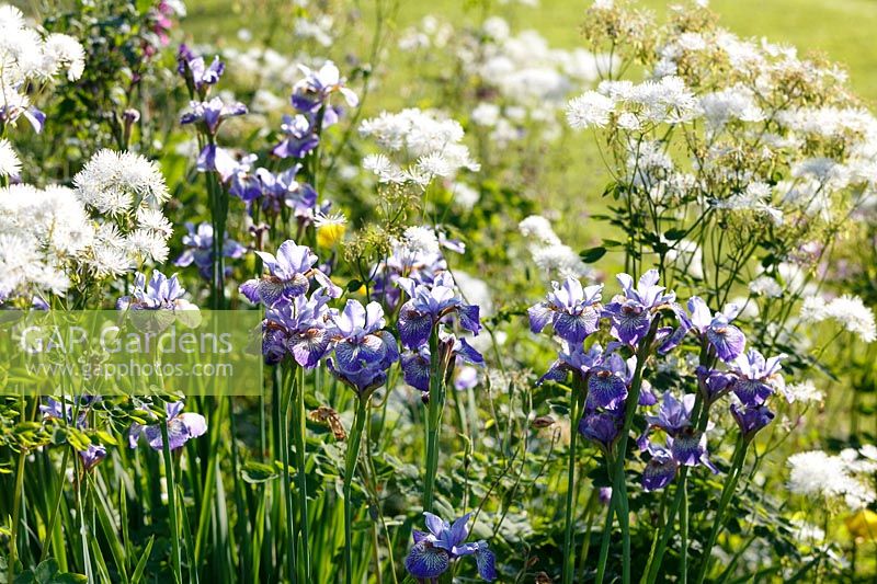 Iris siberica 'Persimonn'