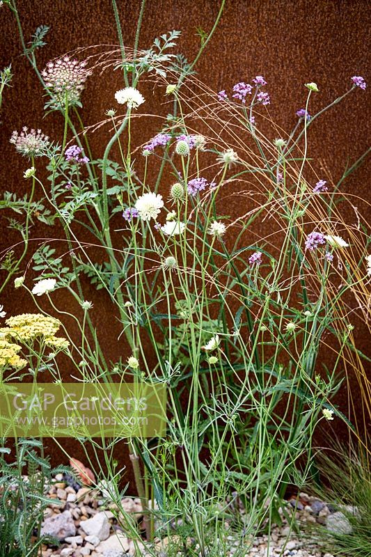Hampton Court Flower Show, 2017. Brownfield Metamorphosis Garden, des. Martyn Wilson. Daucus carota and Knautia Macedonica 'Mars Midget' against a rusted metal wall