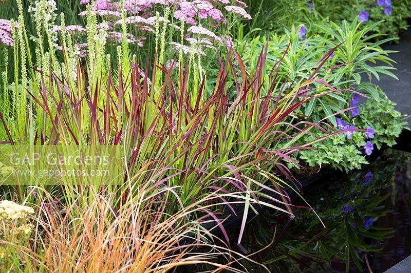 Hampton Court Flower Show, 2017. The Colour Box garden, des. Charlie Bloom. Imperata 'Red Baron' grass, alongside pond in summer border