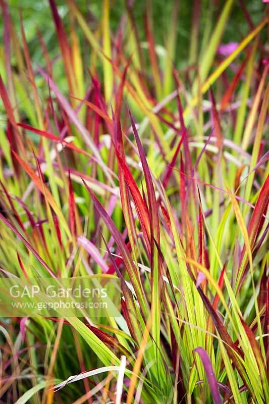 Imperata 'Red Baron' grass