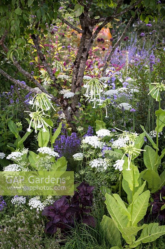 Hampton Court Flower Show, 2017. Viking Cruises 'World of Discovery' garden, des. Paul Hervey-Brookes. Nicotiana sylvestris, Ammi majus in white and blue lacy planting scheme