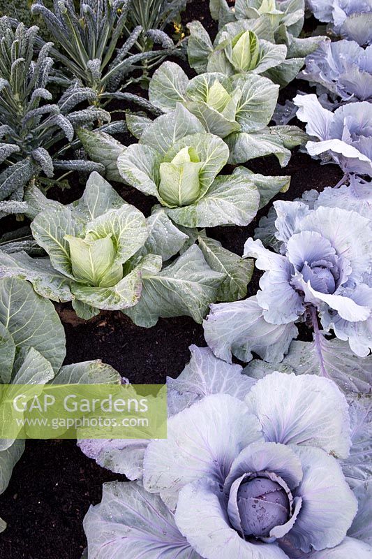 Hampton Court Flower Show, 2017. Cabbages and Kale in productive vegetable garden