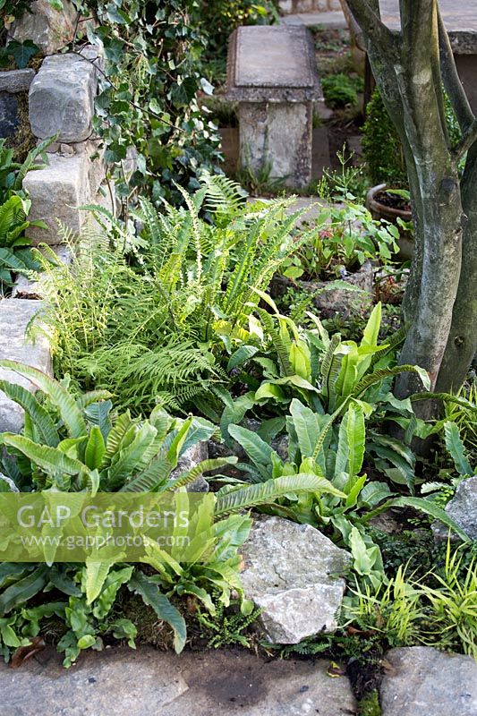 Hampton Court Flower Show, 2017. The Pazo's Secret Garden. Shady garden planted with ferns for coolness