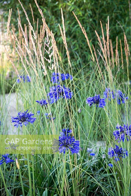 Hampton Court Flower Show, 2017. The Perennial Sanctuary garden.  Agapanthus 'Navy Blue' and Calamagrostis 'Karl Foerster'