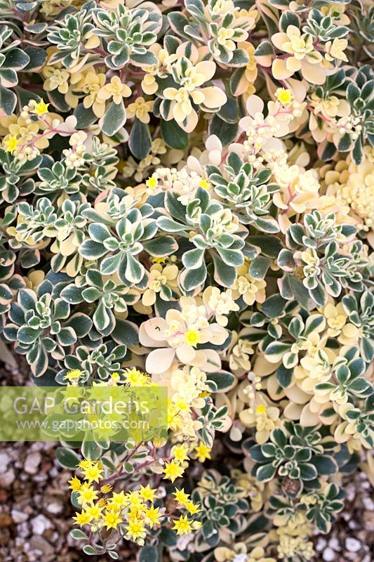 Aeonium domestica variegata