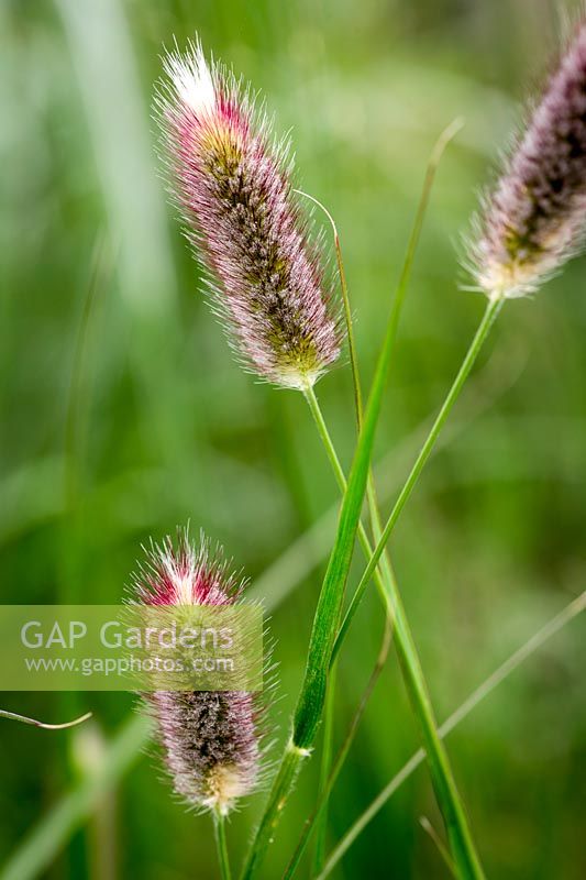 Pennisetum thunbergii 'Red Buttons'