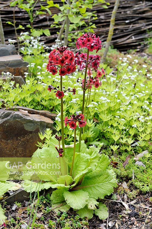 Primula japonica 'Miller's Crimson' underplanted with Galium odoratum