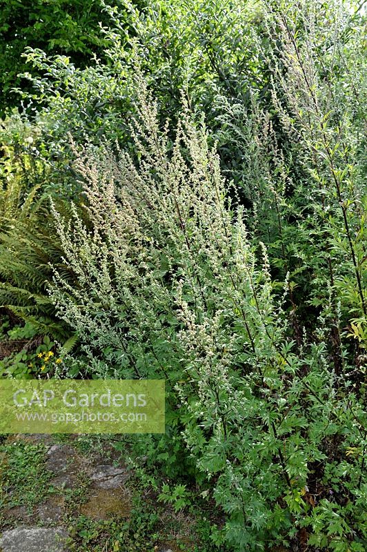 Artemisia vulgaris - Mugwort or Common Wormwood