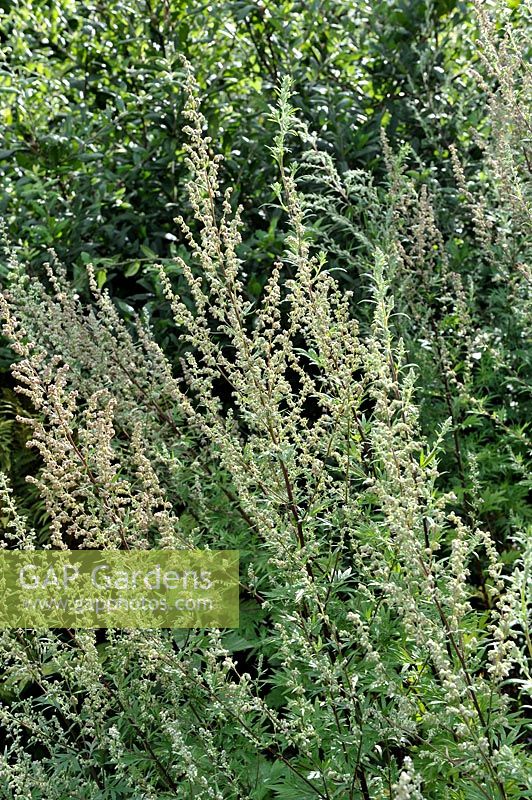 Artemisia vulgaris - Mugwort or Common Wormwood