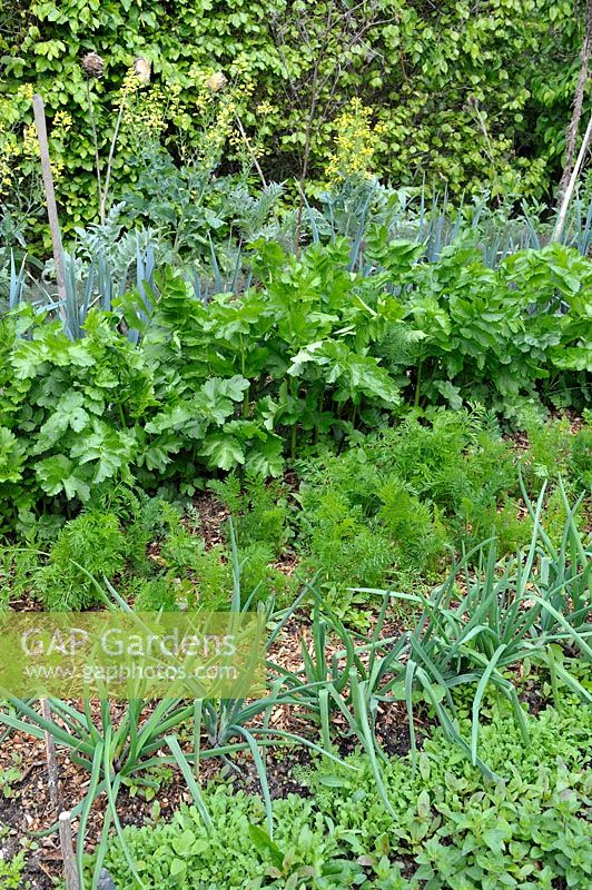 Vegetable garden with Onion, Carrot, Parsnip, Leek growing in rows and mulched with RCW