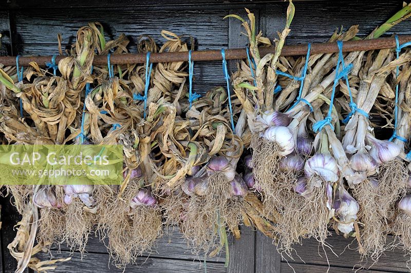 Pink Garlic hanging up to dry