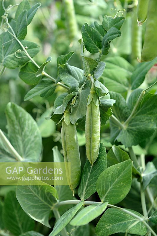 Pisum sativum 'Maxigolt' - Semi-leafless Pea