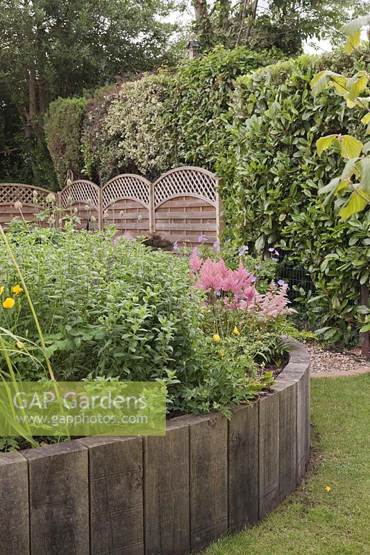 Garden with upright railway sleepers creating raised beds next to evergreen hedge - June, Summerfield Place, Cheshire