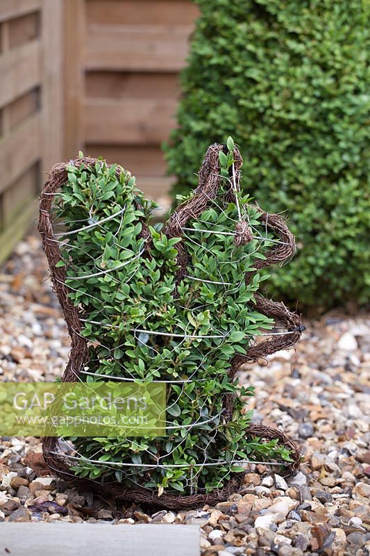 Growing Buxus sempervirens in a squirrel shape