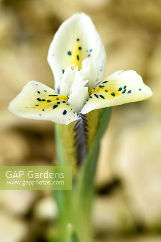 Iris 'Eye Catcher' Reticulata. Flower starting to open 