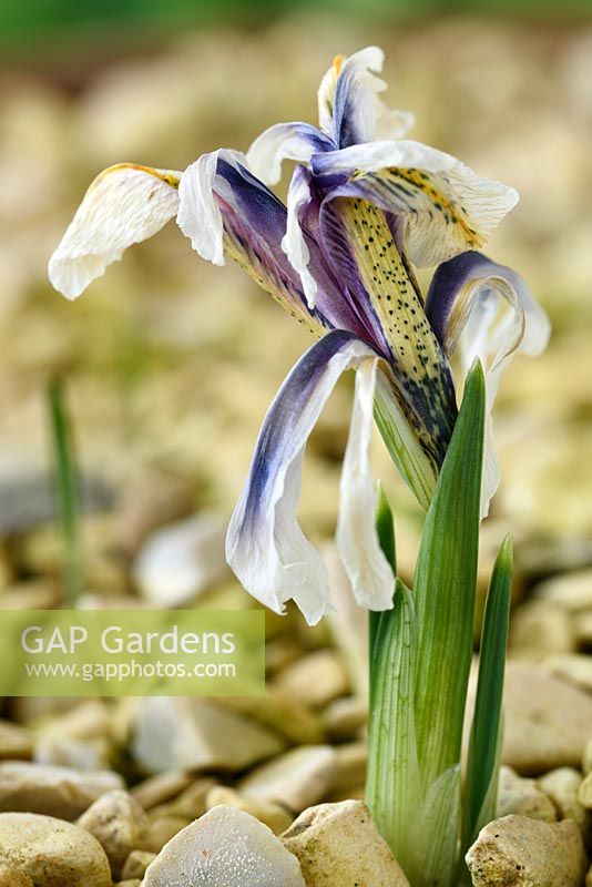 Iris 'Eye Catcher' Reticulata. Dying flower in gravel  