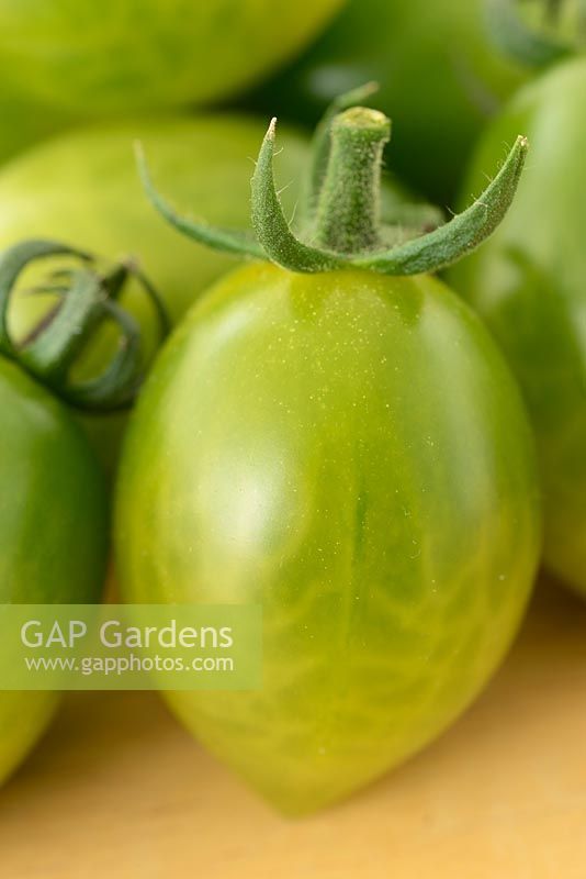 Solanum lycopersicum 'Green Envy', Tomato F1 Hybrid. Syn. Lycopersicon esculentum. Picked friut  