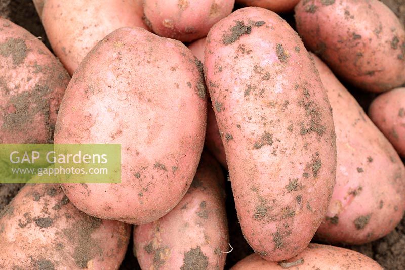 Solanum tuberosum 'Sarpo Mira'. Blight resistant maincrop potato. Freshly lifted tubers  