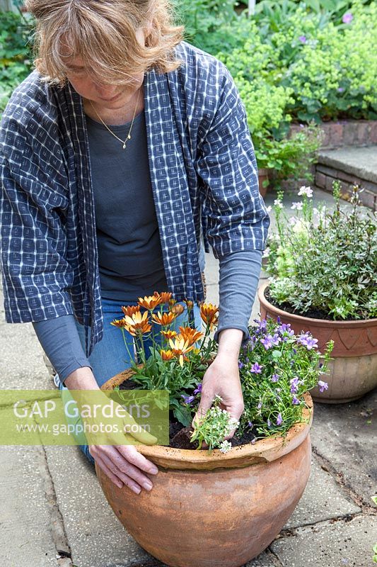 Lady planting up containers on patio in a terracotta pot with Campanula 'Blue Sky', Osteospermum 'Margarita Sunset' and Alyssum 'Sweet Alison'