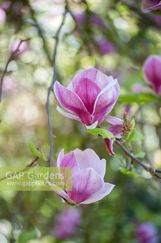 Magnolia x soulangeana 'Triumphans'