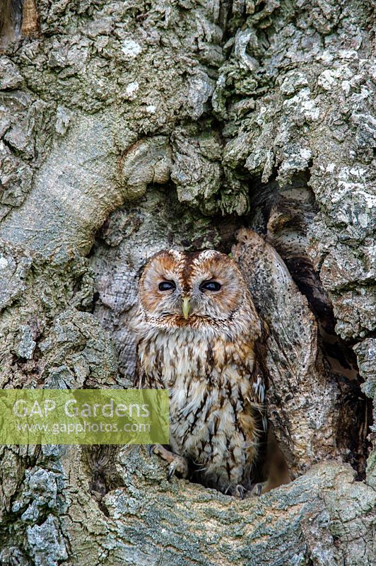 Strix aluco - Tawny Owl in hollow tree