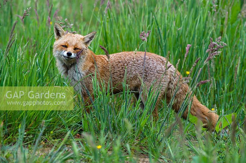 Vulpes vulpes - Fox in grass meadow