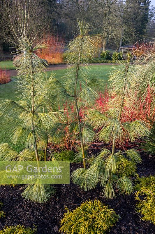 Pinus wallichiana 'Zebrina' RHS Garden Harlow Carr