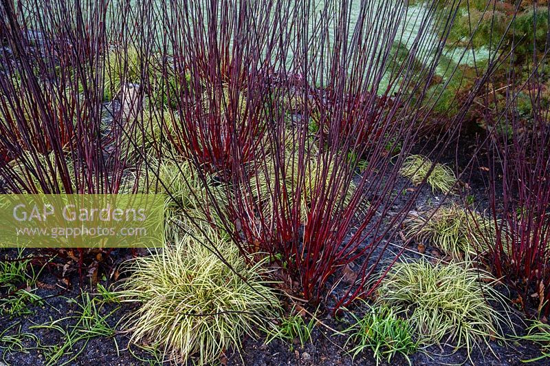 Cornus alba 'Kesselringii' and Carex oshimensis 'Evergold' RHS Garden Harlow Carr