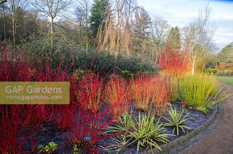 Cornus alba 'Ruby with Cornus sanguinea 'Midwinter Fire' and Cornus 'Flaviramea' in winter. RHS Garden Harlow Carr.