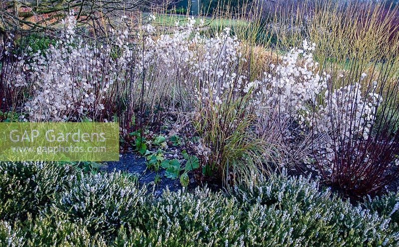 Cornus alba 'Kesselringii' with Lunaria annua - Honesty and heather in winter. RHS Garden Harlow Carr