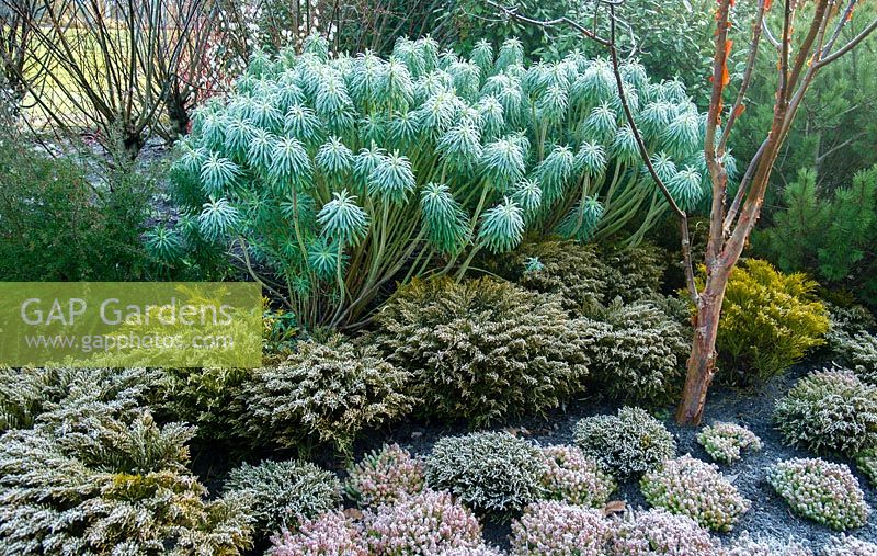 Frost covered Heathers and Euphorbia on the winter walk. RHS Garden Harlow Carr
