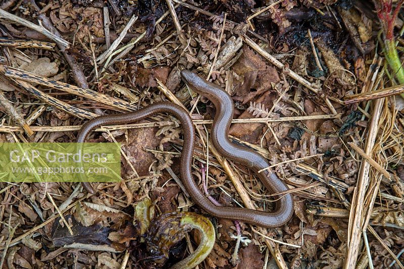 Slow worm - Anguis fragilis basking on compost heap