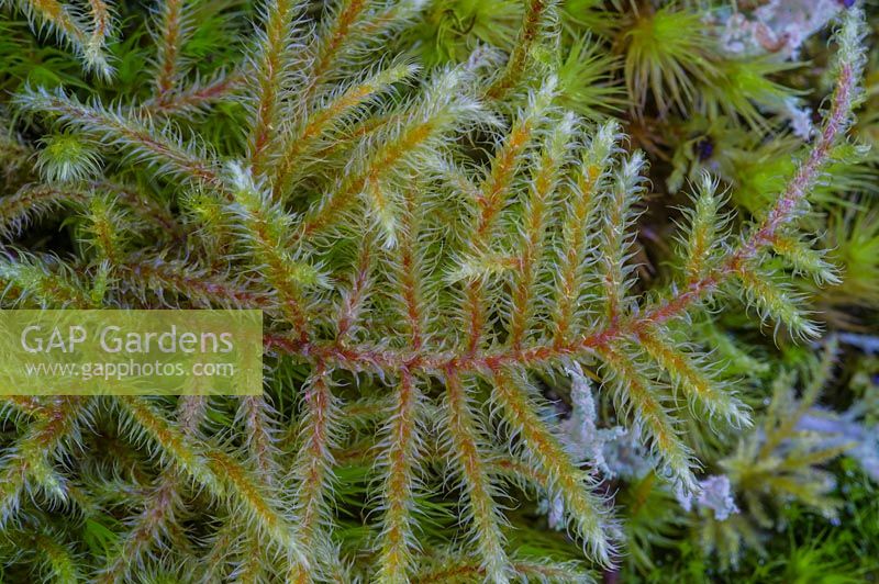 Pleurozium schreberi - Red-stemmed Feather moss 