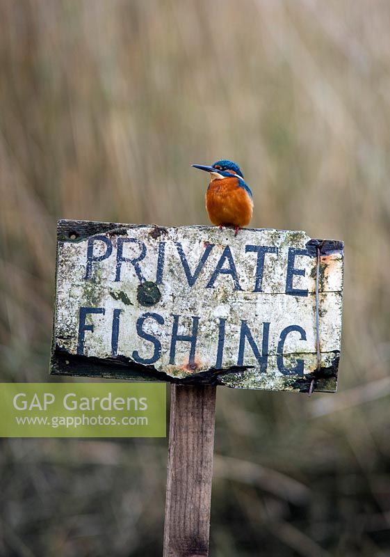 Kingfisher - Alcedo atthis on private fishing sign