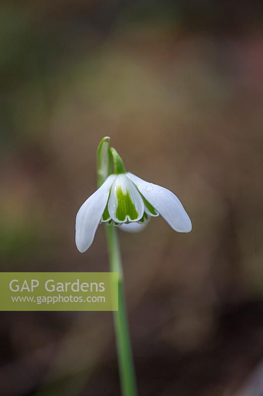 Galanthus 'Sally's Double'