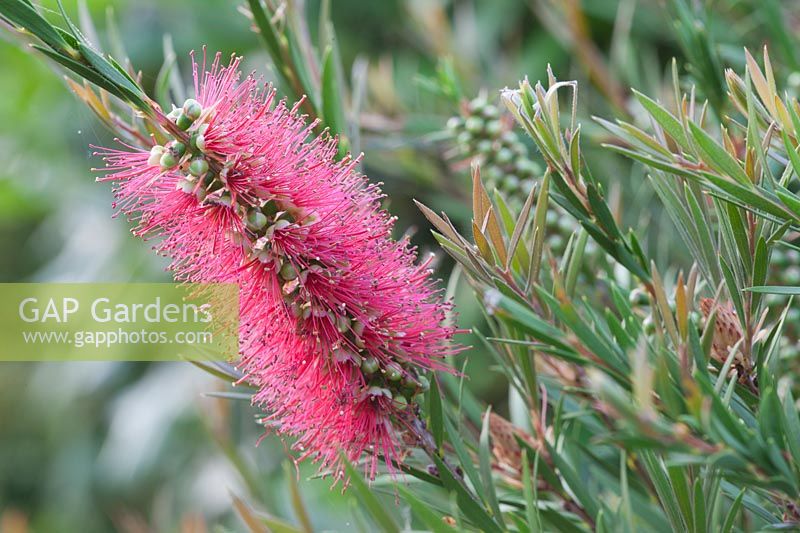 Callistemon linearis, Narrow leaved Bottlebrush. Close view of partly coverd in red flower spikes showing green seeds 