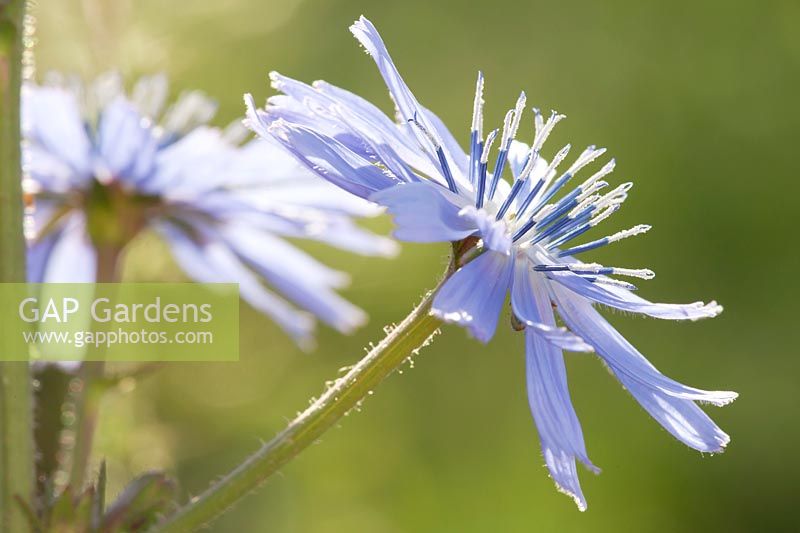 Chicorium intybus - Common Chicory. Close view of a backlit open blue flower