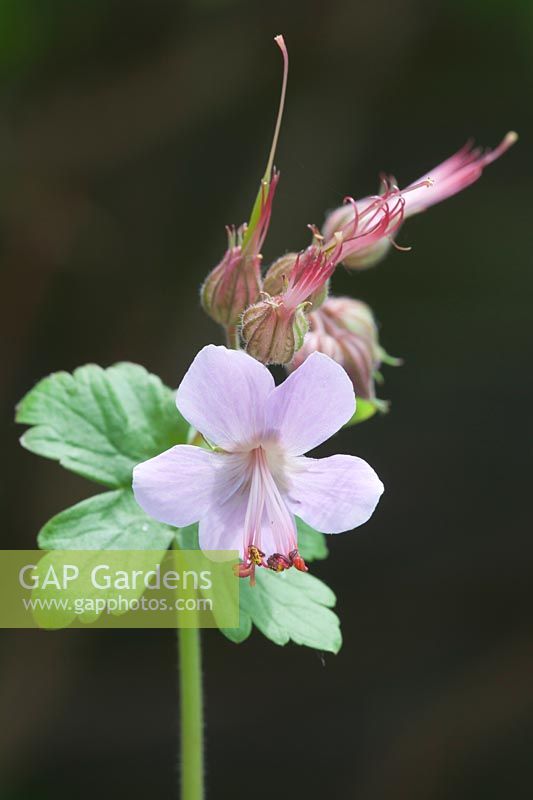 Geranium macrorrhizum 'Ingwersen's variety'. Close view of a single pale pink bloom and flower buds