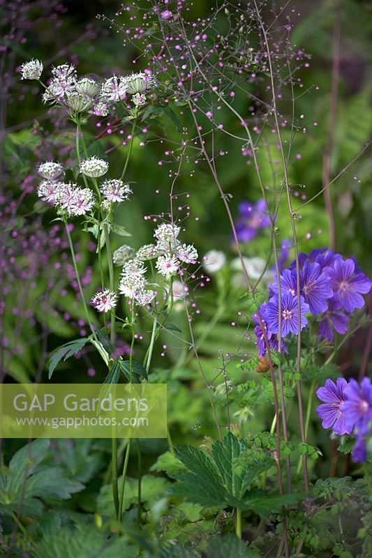 The Zoflora and Caudwell Children's Wild Garden. Astrantia major, Geranium 'Johnson's Blue' and Thalictrum delavayi 'Hewitt's Double'. 